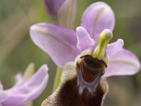 Ophrys tenthredinifera 67, Saxifraga-Jan van der Straaten