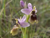 Ophrys tenthredinifera 68, Saxifraga-Jan van der Straaten