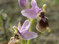 Ophrys tenthredinifera 69, Saxifraga-Jan van der Straaten