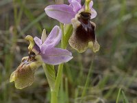 Ophrys tenthredinifera 70, Saxifraga-Jan van der Straaten