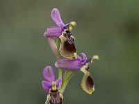 Ophrys tenthredinifera 72, Saxifraga-Jan van der Straaten