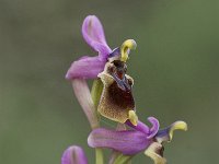 Ophrys tenthredinifera 74, Saxifraga-Jan van der Straaten