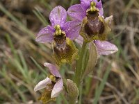 Ophrys tenthredinifera 76, Saxifraga-Willem van Kruijsbergen