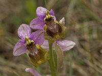 Ophrys tenthredinifera 77, Saxifraga-Willem van Kruijsbergen