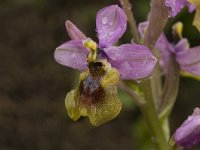 Ophrys tenthredinifera 79, Saxifraga-Willem van Kruijsbergen