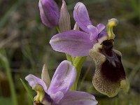 Ophrys tenthredinifera 80, Saxifraga-Willem van Kruijsbergen