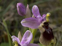 Ophrys tenthredinifera 81, Saxifraga-Willem van Kruijsbergen