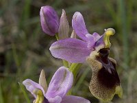 Ophrys tenthredinifera 82, Saxifraga-Willem van Kruijsbergen