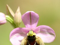 Ophrys tenthredinifera 9, Saxifraga-Dirk Hilbers