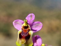 Ophrys tenthredinifera 98, Saxifraga-Hans Dekker