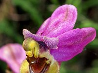 Ophrys tenthredinifera 99, Saxifraga-Hans Dekker