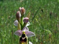 Ophrys tenthredinifera aprilia 31, Saxifraga-Jeroen Willemsen