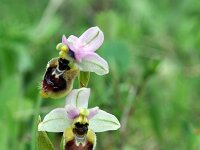 Ophrys tenthredinifera aprilia 32, Saxifraga-Jeroen Willemsen