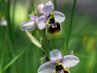 Ophrys tenthredinifera aprilia 35, Saxifraga-Jeroen Willemsen
