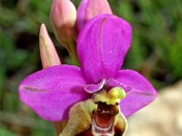 Ophrys tenthredinifera ssp ficalhoana 92, Saxifraga-Hans Dekker
