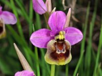Ophrys tenthredinifera ssp ficalhoana 93, Saxifraga-Hans Dekker