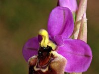 Ophrys tenthredinifera ssp ficalhoana 94, Saxifraga-Hans Dekker