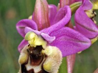 Ophrys tenthredinifera ssp ficalhoana 95, Saxifraga-Hans Dekker