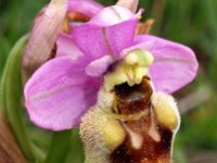 Ophrys tenthredinifera ssp ficalhoana 97, Saxifraga-Hans Dekker