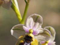 Ophrys tenthredinifera ssp grandiflora 123, Saxifraga-Hans Dekker