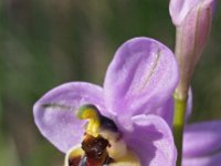 Ophrys tenthredinifera ssp grandiflora 124, Saxifraga-Hans Dekker