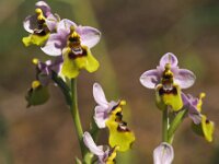 Ophrys tenthredinifera ssp grandiflora 125, Saxifraga-Hans Dekker