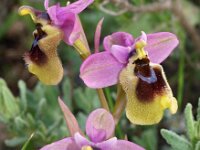 Ophrys tenthredinifera ssp grandiflora 86, Saxifraga-Hans Dekker