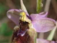 Ophrys tenthredinifera ssp grandiflora 87, Saxifraga-Hans Dekker
