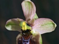 Ophrys tenthredinifera ssp grandiflora 88, Saxifraga-Hans Dekker