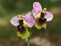 Ophrys tenthredinifera ssp grandiflora 89, Saxifraga-Hans Dekker