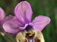 Ophrys tenthredinifera ssp grandiflora 90, Saxifraga-Hans Dekker