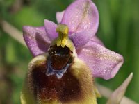 Ophrys tenthredinifera ssp grandiflora 91, Saxifraga-Hans Dekker