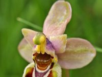 Ophrys tenthredinifera ssp leochroma 14, Saxifraga-Hans Dekker