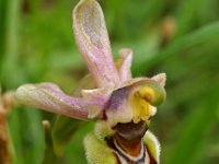 Ophrys tenthredinifera ssp leochroma 15, Saxifraga-Hans Dekker