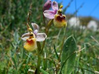 Ophrys tenthredinifera ssp neglecta 114, Saxifraga-Ed Stikvoort