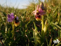 Ophrys tenthredinifera ssp neglecta 115, Saxifraga-Ed Stikvoort