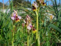 Ophrys tenthredinifera ssp neglecta 118, Saxifraga-Ed Stikvoort