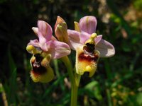 Ophrys tenthredinifera ssp neglecta 119, Saxifraga-Ed Stikvoort