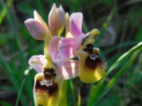 Ophrys tenthredinifera ssp neglecta 120, Saxifraga-Ed Stikvoort