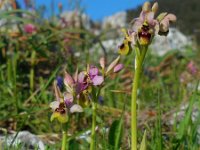 Ophrys tenthredinifera ssp neglecta 121, Saxifraga-Ed Stikvoort