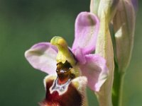 Ophrys tenthredinifera ssp neglecta 126, Saxifraga-Hans Dekker