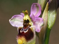 Ophrys tenthredinifera ssp neglecta 127, Saxifraga-Hans Dekker