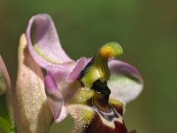 Ophrys tenthredinifera ssp neglecta 128, Saxifraga-Hans Dekker
