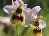 Ophrys tenthredinifera ssp neglecta 85, Saxifraga-Hans Dekker