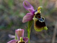 Ophrys tenthredinifera ssp villosa 17, Saxifraga-Hans Dekker