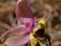 Ophrys tenthredinifera ssp villosa 18, Saxifraga-Hans Dekker