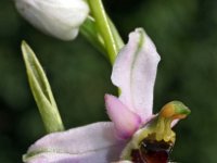 Ophrys tetraloniae 1, Saxifraga-Hans Dekker