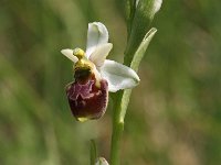 Ophrys tetraloniae 10, Saxifraga-Hans Dekker