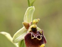 Ophrys tetraloniae 11, Saxifraga-Hans Dekker