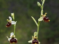Ophrys tetraloniae 12, Saxifraga-Hans Dekker